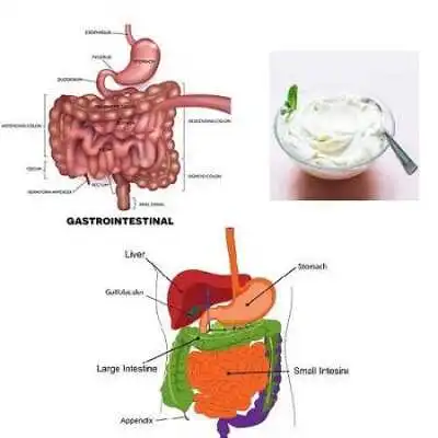 Digestion and Detoxification